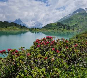 engelberg-1_original_copy_1