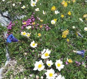 engelberg-3_original_copy_1